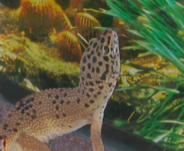 Trouble's new Background