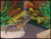 Trouble's new Background