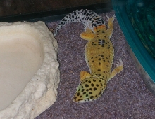 Oh Look, a Sleeping Leo!