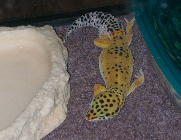 Oh Look, a Sleeping Leo!