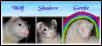new ferret sig