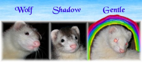 new ferret sig