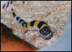 Zipper the Leopard Gecko