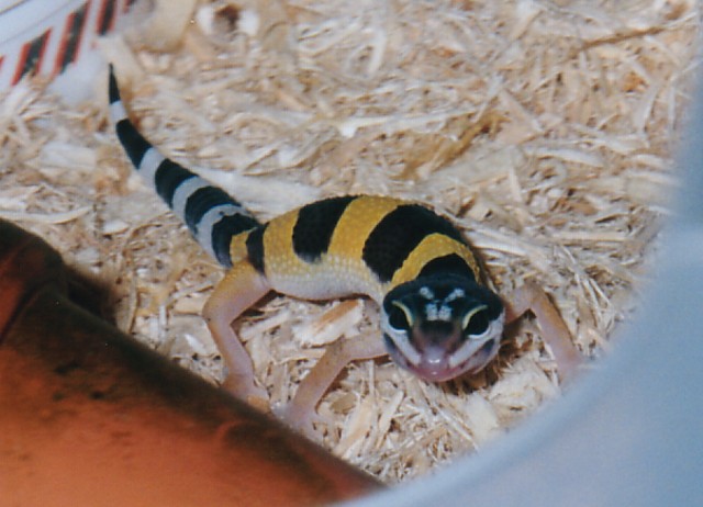 Zipper the Leopard Gecko