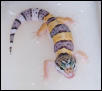 Bathtime for Zipper