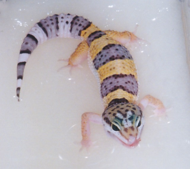Bathtime for Zipper