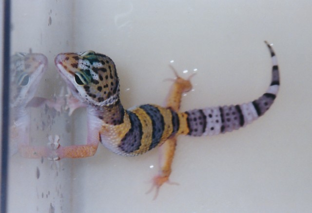Bathtime for Zipper