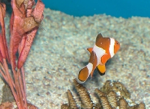 Saltwater - Austin Aquariums