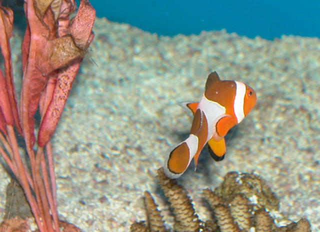 Saltwater - Austin Aquariums