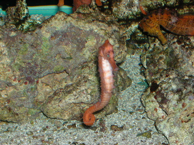 Saltwater Photos