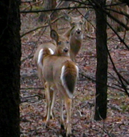 Deer