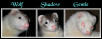 Ferret Signature