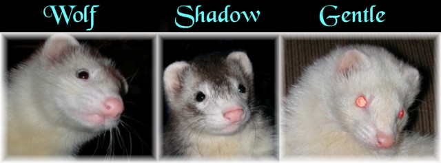 Ferret Signature