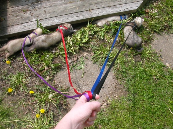 Ferrets in a Row