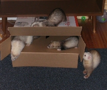 Playtime