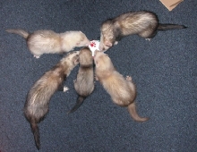 Playtime