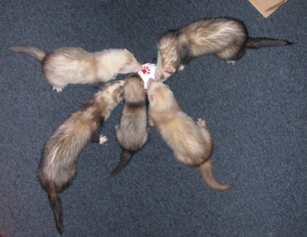 Playtime