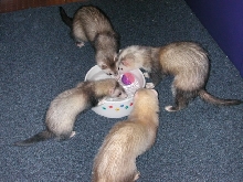 Playtime