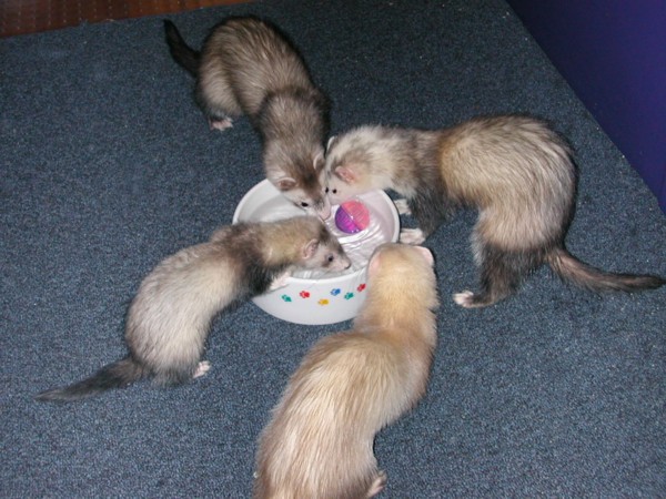 Playtime