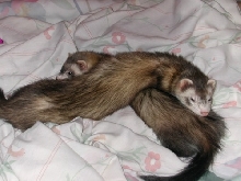Boo and Shadow
