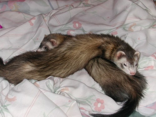 Boo and Shadow