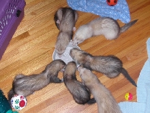 Ferrets