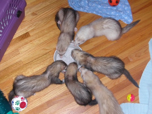 Ferrets