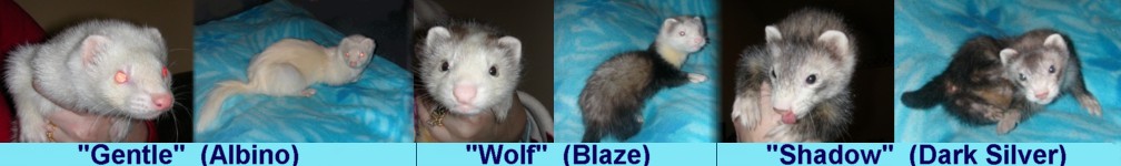 Ferret Signature