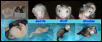 Ferret Signature