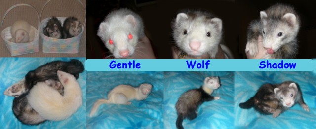 Ferret Signature
