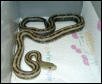 Greenish Rat
