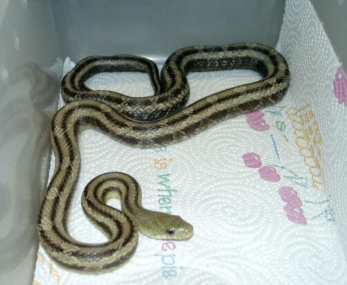 Greenish Rat