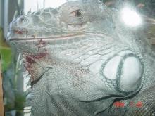 My New Iguana