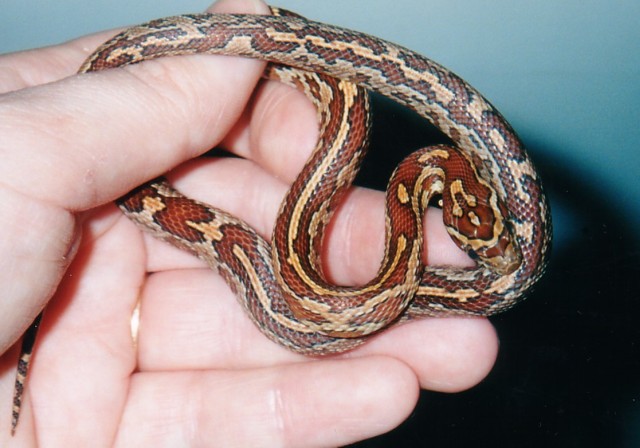 Aztec Corn (Izzy)