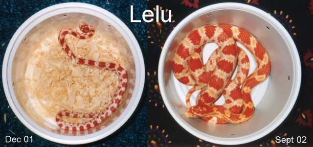 "Lelu"
