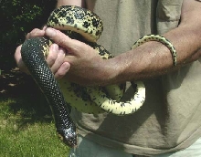Malagasy Giant Hognose