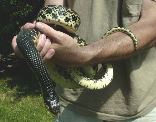 Malagasy Giant Hognose