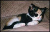 Mia as a Kitten