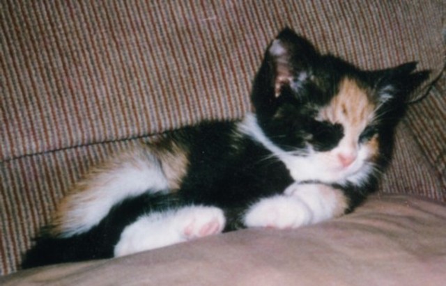 Mia as a Kitten