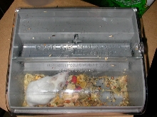 mouse caught with humane trap