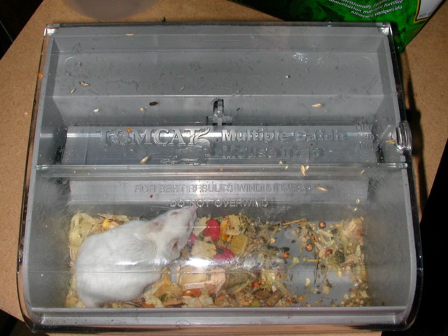 mouse caught with humane trap