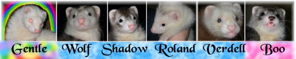 new ferret sig