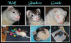 new ferret sig