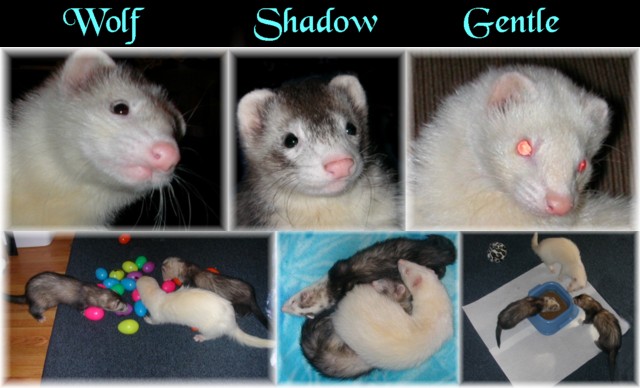 new ferret sig