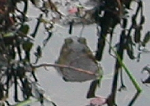 Bull Frog
