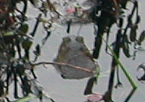 Bull Frog