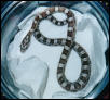 Sidney (Ghost Corn)