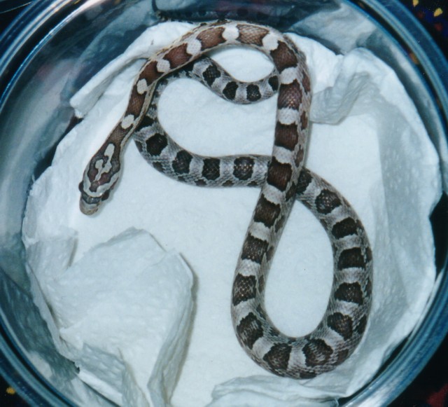 Sidney (Ghost Corn)
