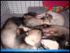 sleeping fuzzies