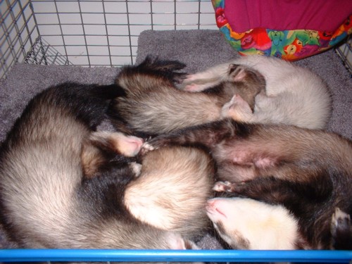 sleeping fuzzies